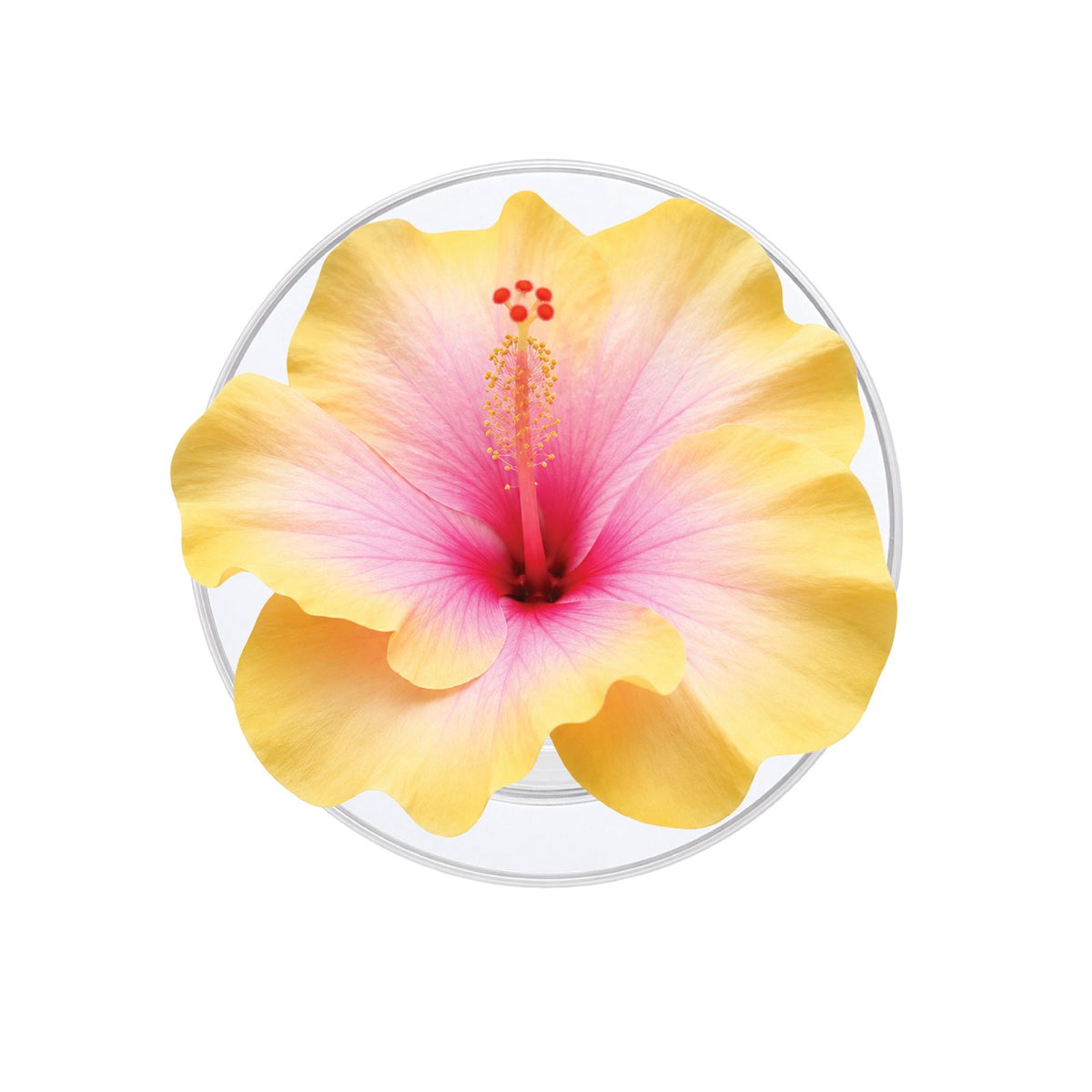 Hibiscus (Pink & Yellow) Phone Grip