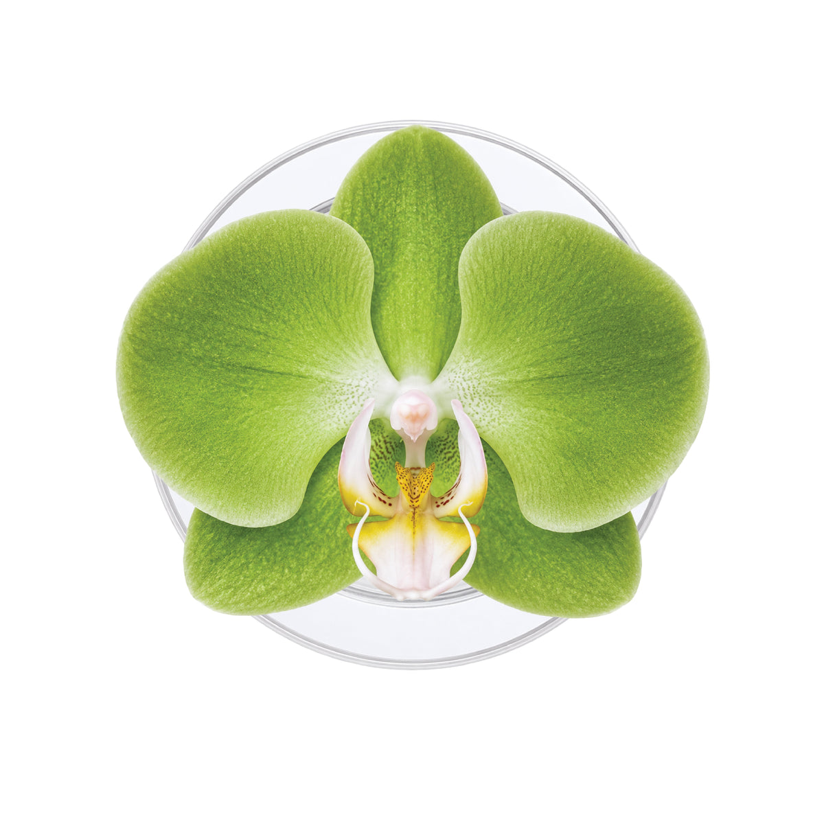 Orchid (Green) Phone Grip