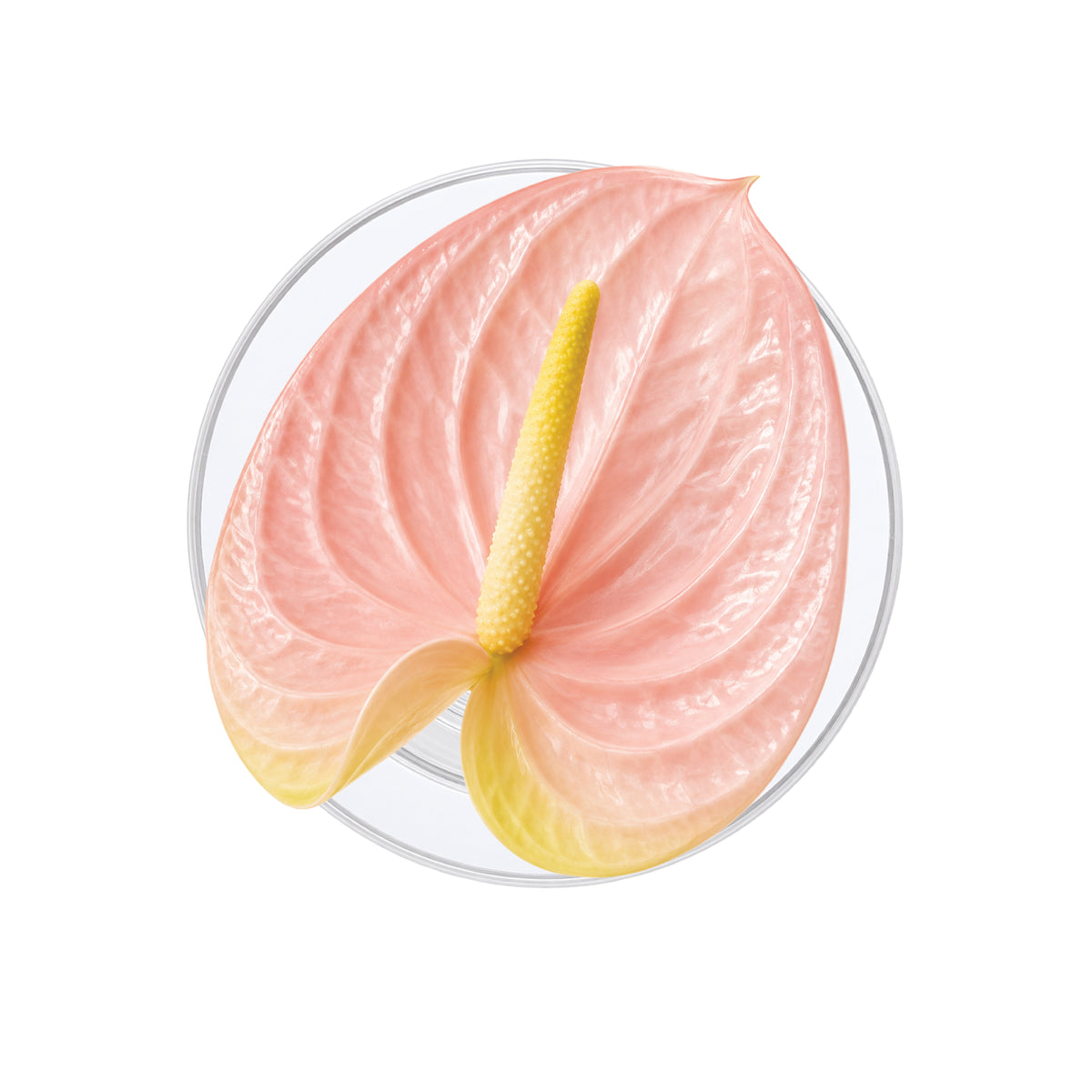 Pink Flamingo Flower Phone Grip