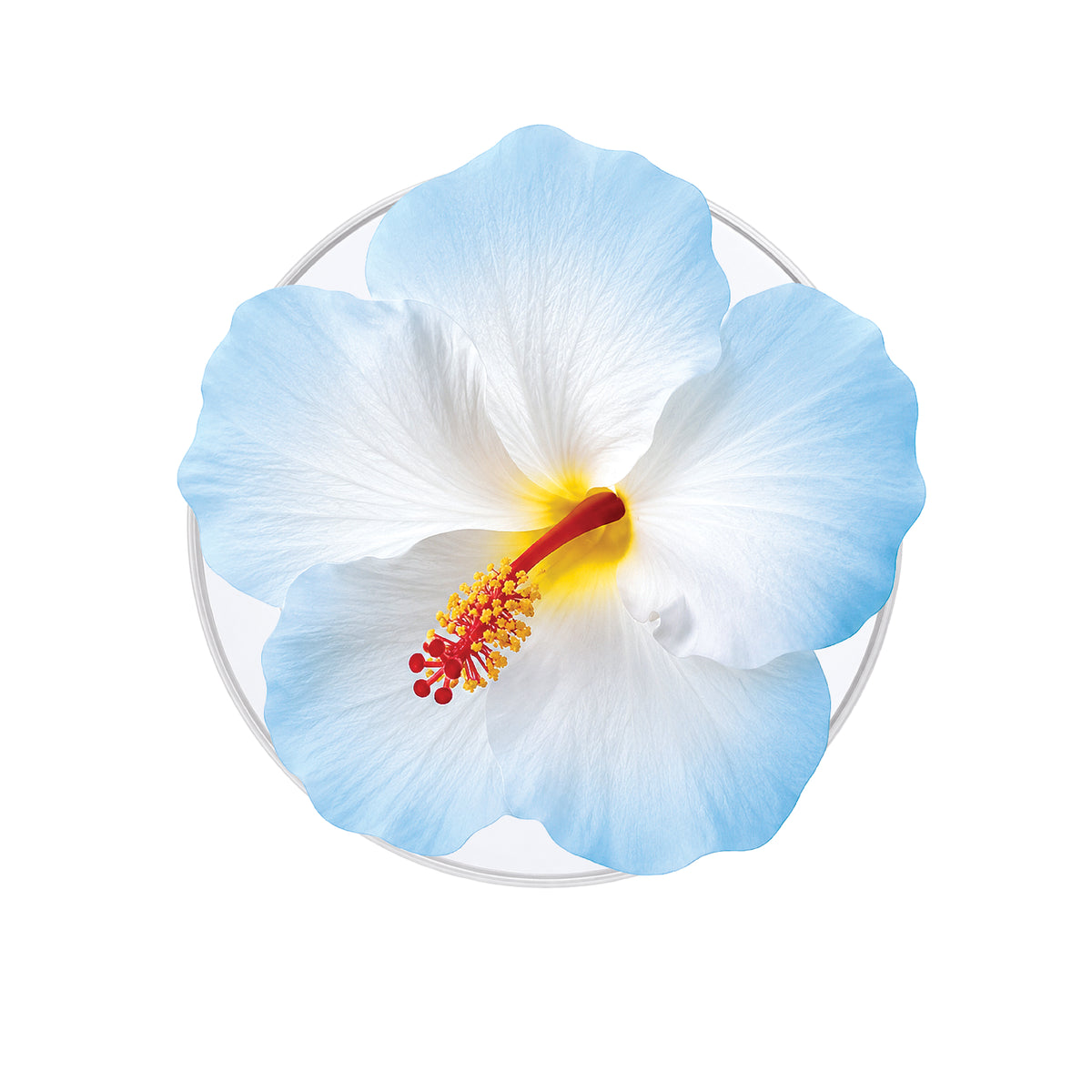 Hibiscus (Blue) Phone Grip