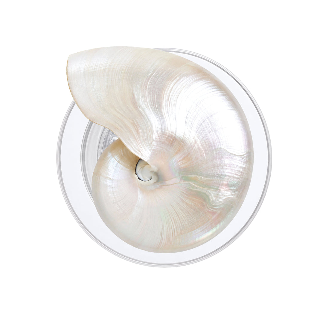 Sea Shell Phone Grip