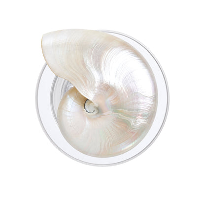Sea Shell Phone Grip