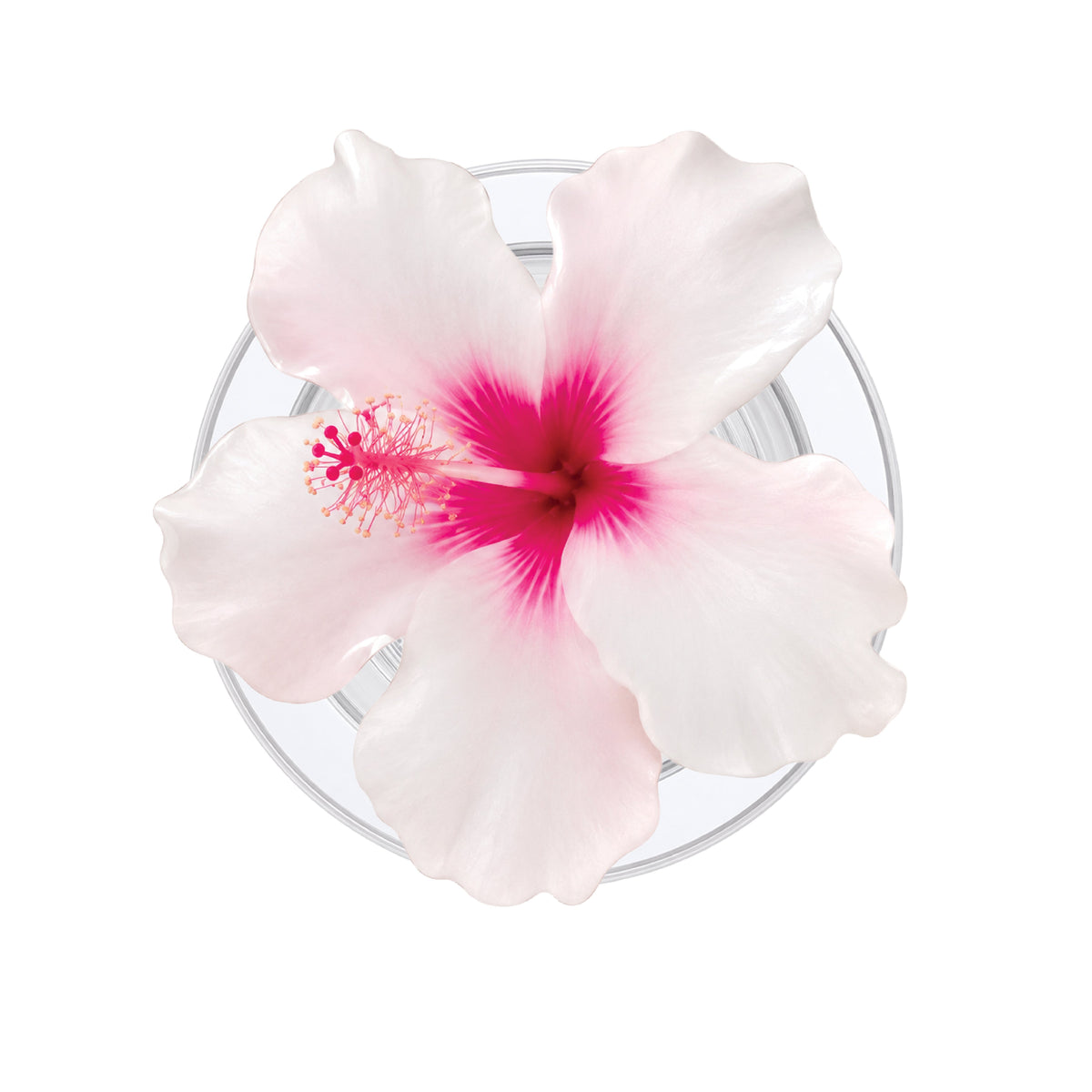 Hibiscus (Cream) Phone Grip