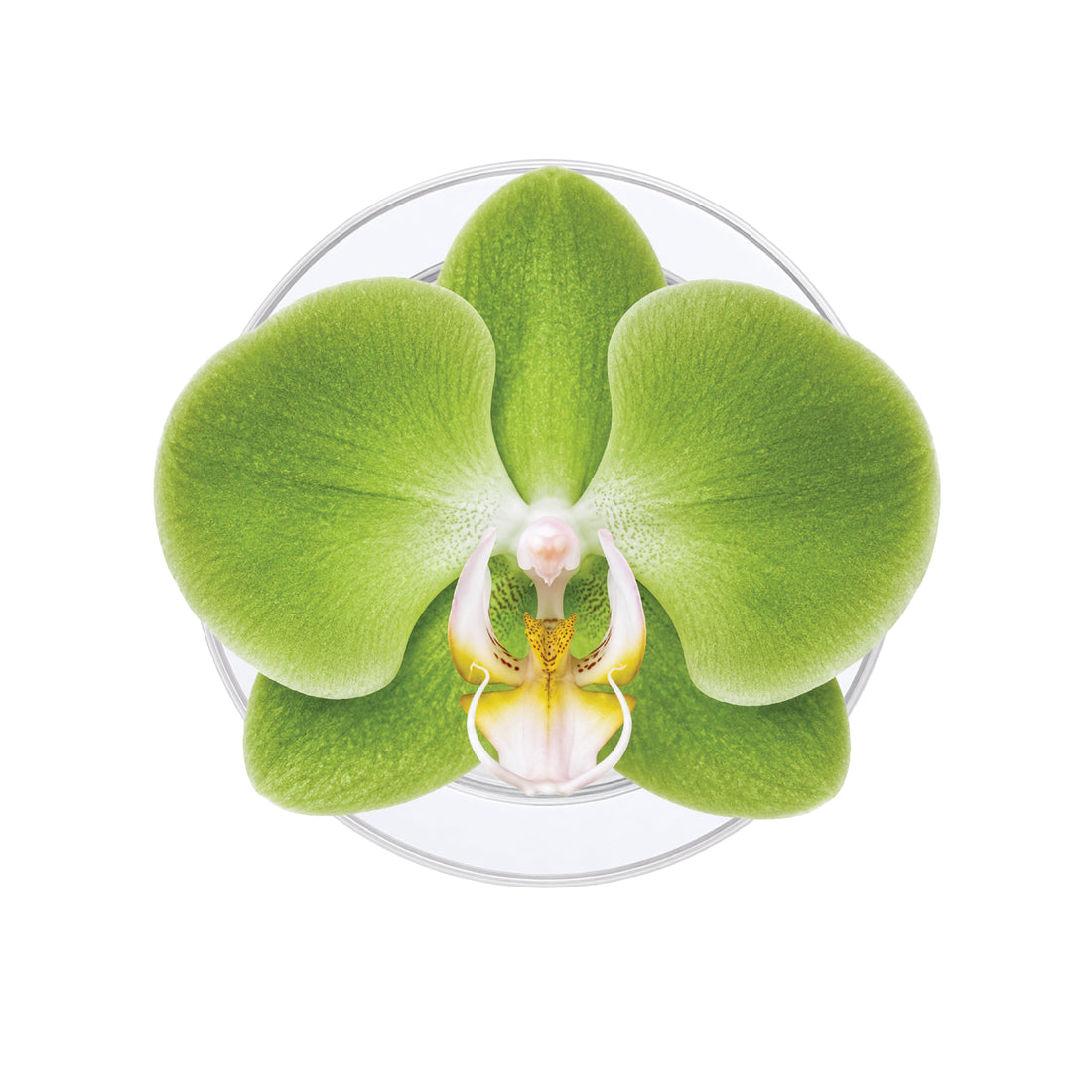 Orchid (Green) Phone Grip